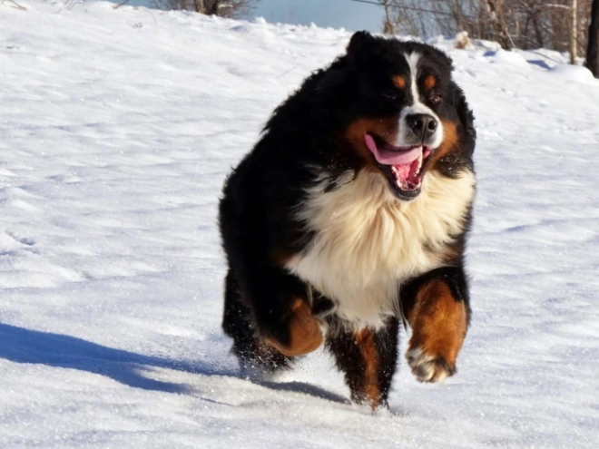 Bernese Mountain Dog puppy for sale