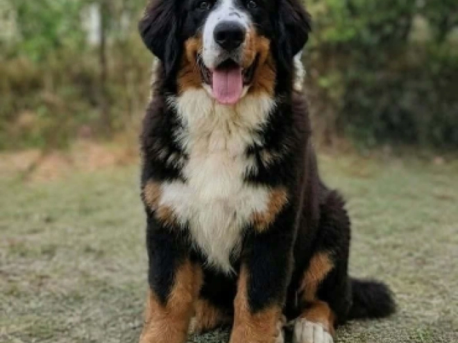 Bernese Mountain Dog puppy for sale