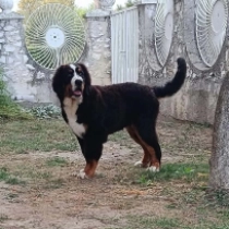 Bruno,  Bernese Mountain Dog for sale