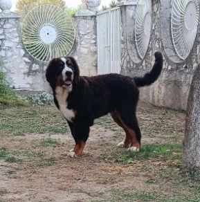 Bernese Mountain Dog puppy for sale
