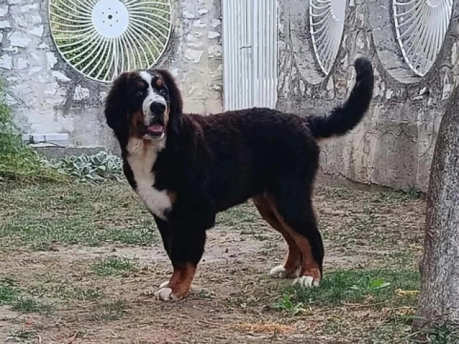 Bernese Mountain Dog puppy for sale