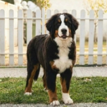 Brian,  Bernese Mountain Dog for sale
