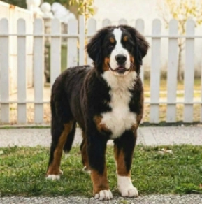 Bernese Mountain Dog puppy for sale