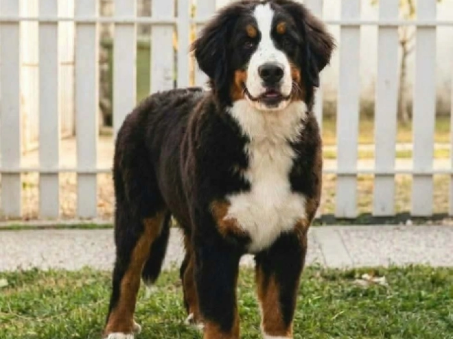 Bernese Mountain Dog puppy for sale