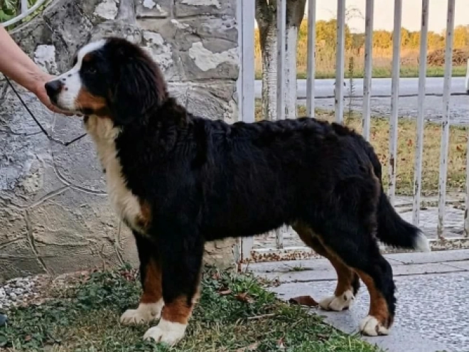 Bernese Mountain Dog puppy for sale