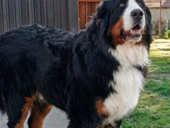 Bernese Mountain Dog puppy for sale