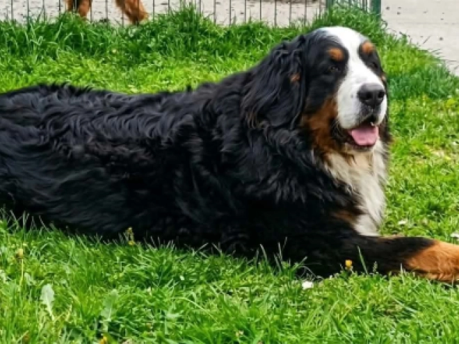 Bernese Mountain Dog puppy for sale