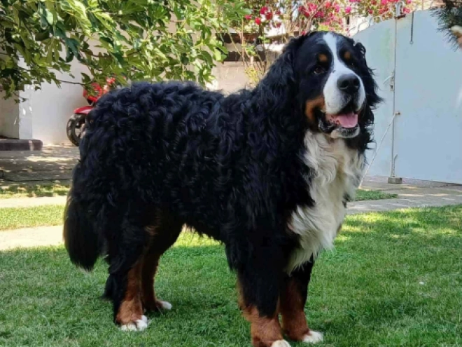 Bernese Mountain Dog puppy for sale