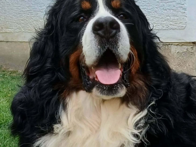 Bernese Mountain Dog puppy for sale
