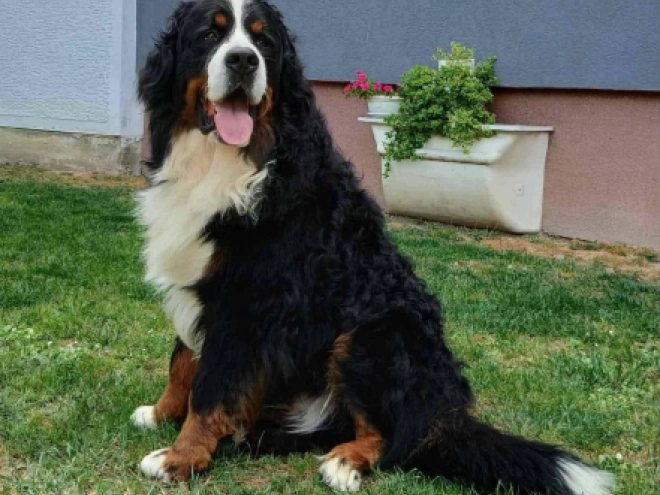 Bernese Mountain Dog puppy for sale