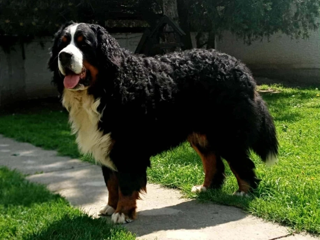 Bernese Mountain Dog puppy for sale