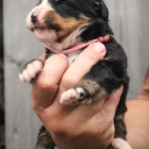 Shiba, tricolor Perro de Montana Barnés en venta