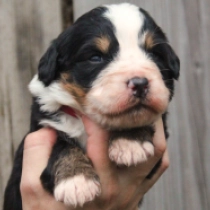 Silhouette, tricolor Perro de Montana Barnés en venta
