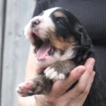 Trixie, tricolor Perro de Montana Barnés en venta