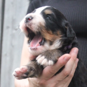 Perros Perro de Montana Barnés en venta