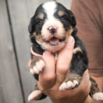 Nanna, tricolor Perro de Montana Barnés en venta