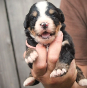 Perros Perro de Montana Barnés en venta