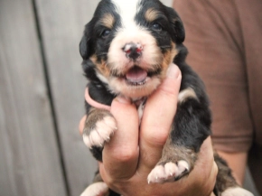 Berner Sennenhund Welpe kaufen