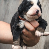 Sergeant, tricolor Perro de Montana Barnés en venta
