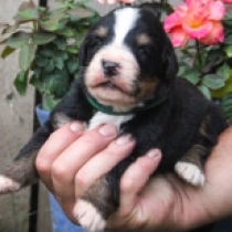 Shep, tricolor Perro de Montana Barnés en venta