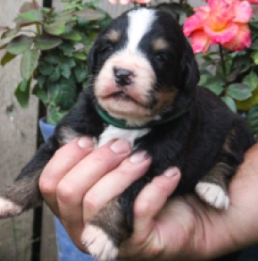Perros Perro de Montana Barnés en venta