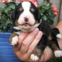Roman, tricolor Perro de Montana Barnés en venta