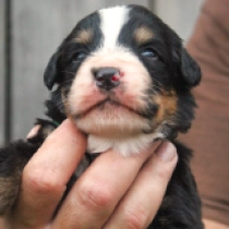 Jabba, tricolor Perro de Montana Barnés en venta