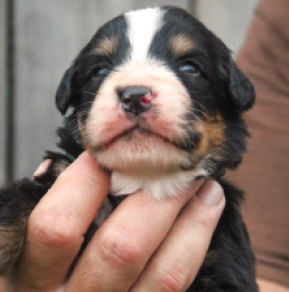 Perros Perro de Montana Barnés en venta