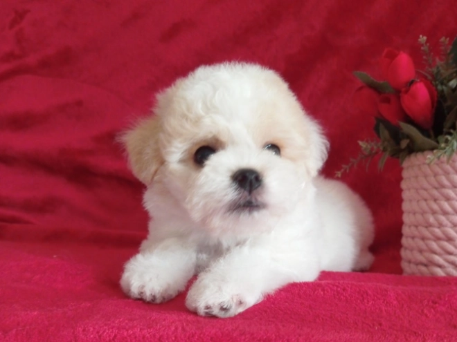 Bichon Frise Welpe kaufen