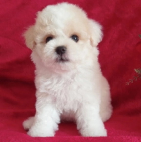 Perros Bichón Frisé en venta