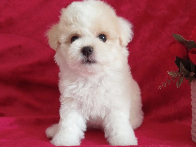 Bichon Frise Welpe kaufen