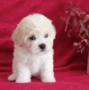 Perros Bichón Frisé en venta