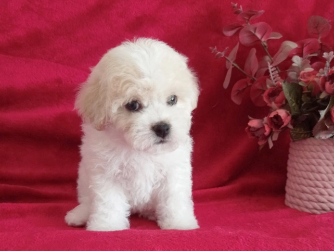 Bichon Frise puppy for sale