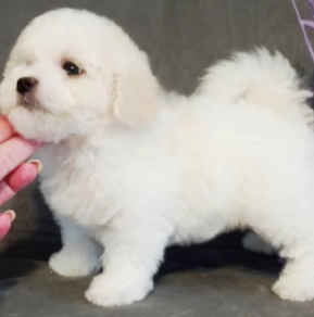 Perros Bichón Frisé en venta