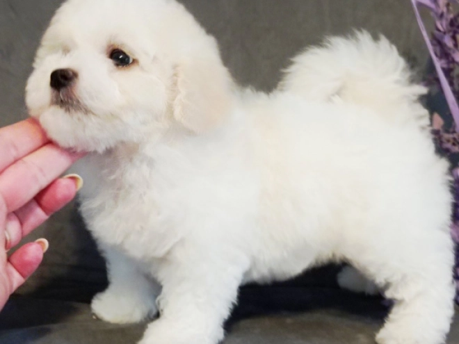 Bichon Frise Welpe kaufen