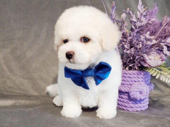 Bichon Frise Welpe kaufen