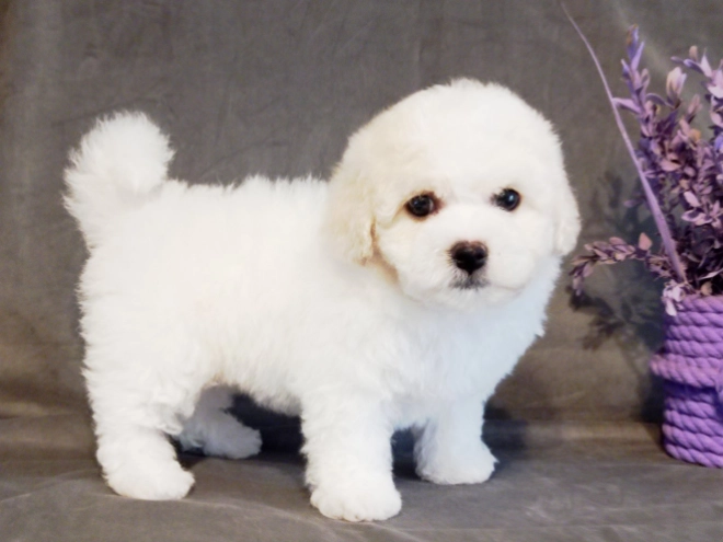 Bichon Frise Welpe kaufen