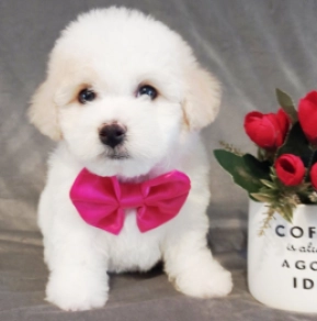 Perros Bichón Frisé en venta