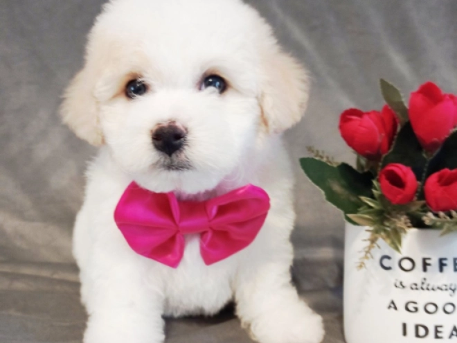 Bichon Frise puppy for sale