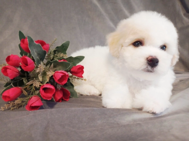 Bichon Frise puppy for sale