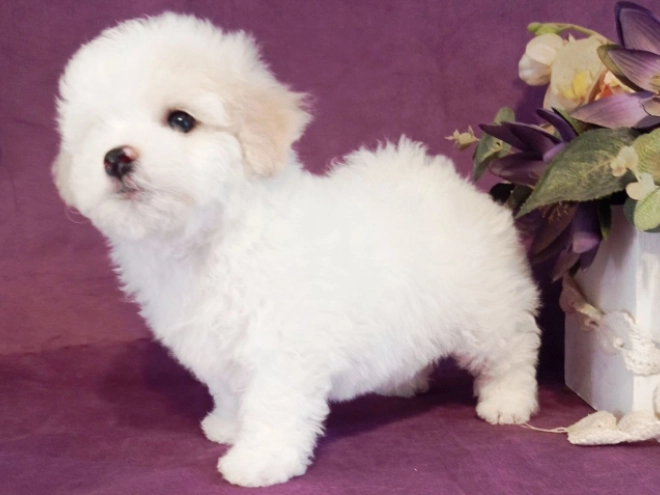 Perros Bichón Frisé en venta