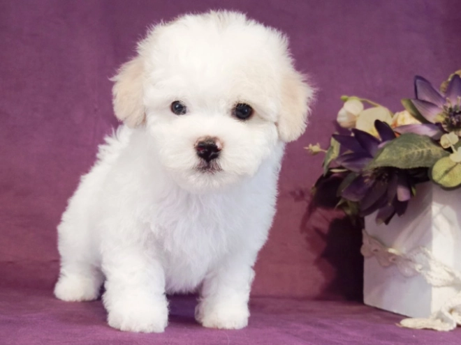 Perros Bichón Frisé en venta