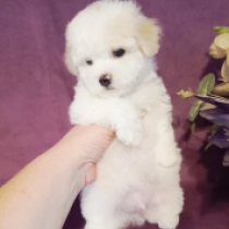 Sheen, white Bichon Frise for sale