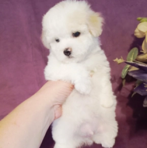 Perros Bichón Frisé en venta