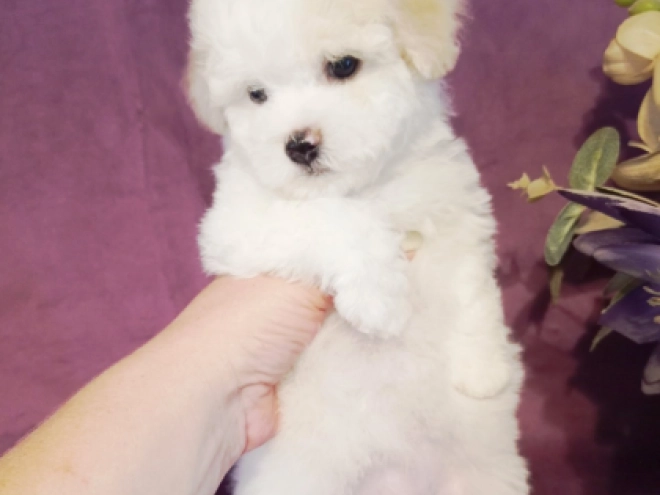Perros Bichón Frisé en venta