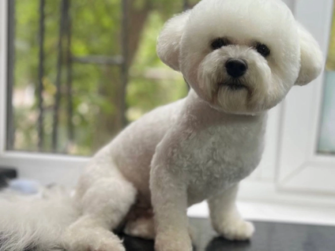 Perros Bichón Frisé en venta