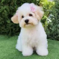 Moonligh, white Bichon Frise for sale