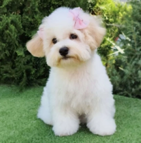 Bichon Frise puppy for sale