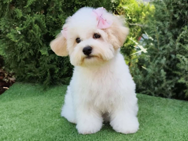 Bichon Frise Welpe kaufen