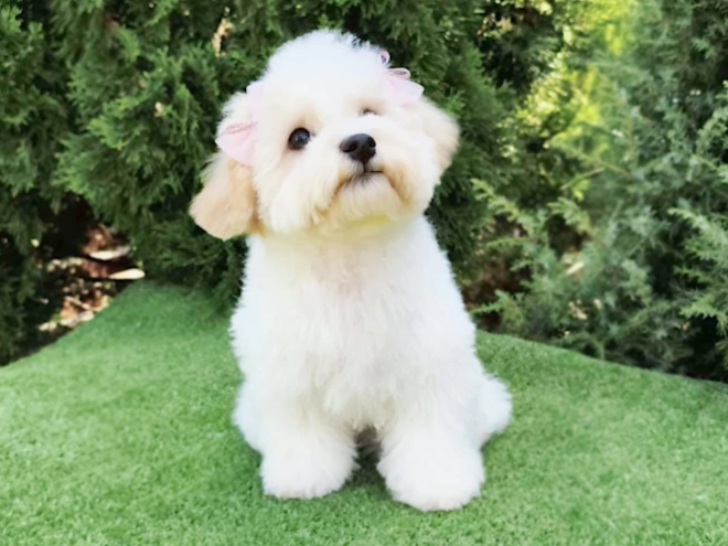 Bichon Frise Welpe kaufen